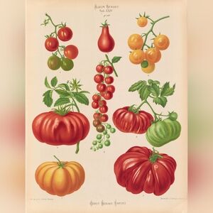 Vintage Botanical Tomato Print